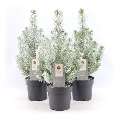 Pinus Pin Silver T17 H50 +snee