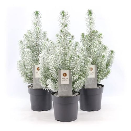Pinus Pin Silver T17 H50 +snee