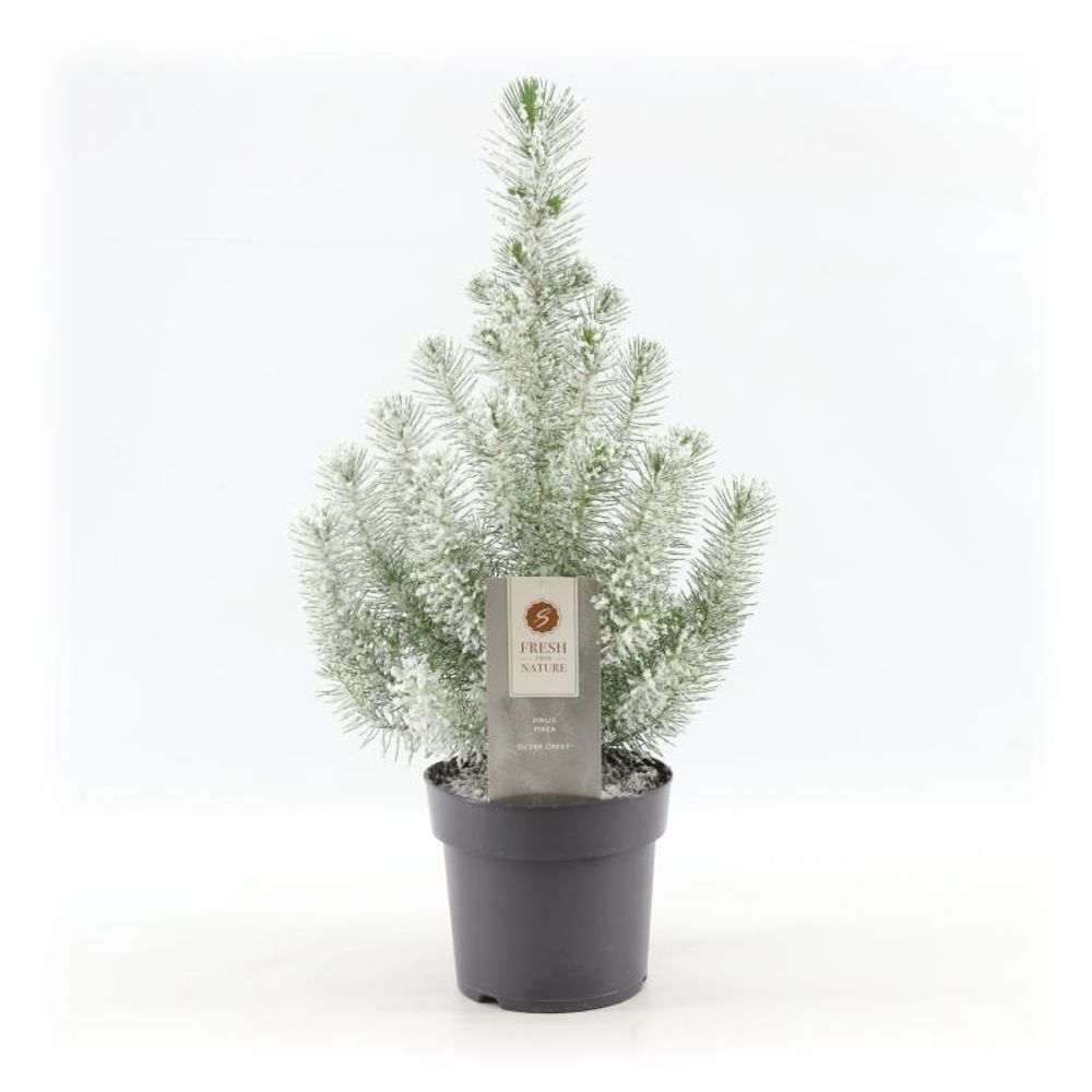 Pinus Pin Silver T17 H50 +snee
