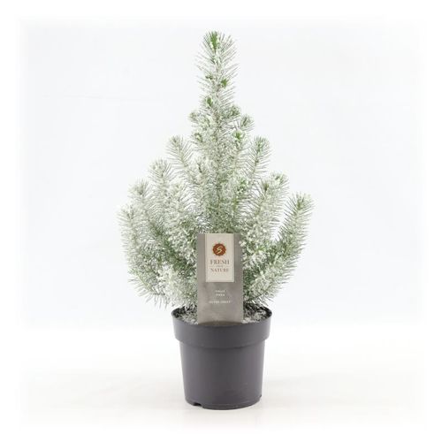 Pinus Pin Silver T17 H50 +snee