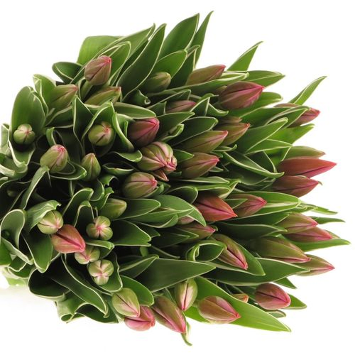 Tulpe pink Aphrodite 28 Gramm