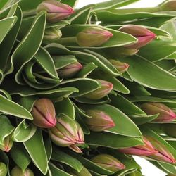 Tulpe pink Aphrodite 28 Gramm