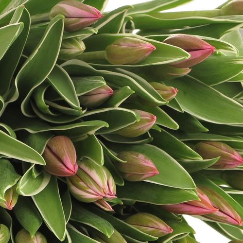 Tulpe pink Aphrodite 28 Gramm