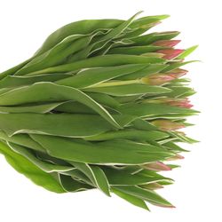 Tulpe pink Aphrodite 28 Gramm