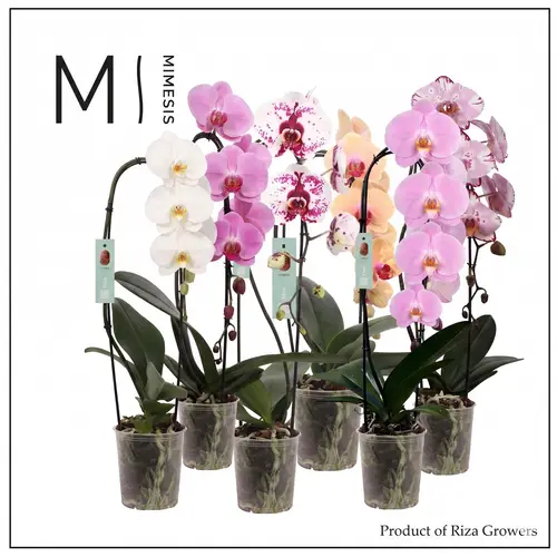 Phal.1-R mix Mimesis Flow T12 H060