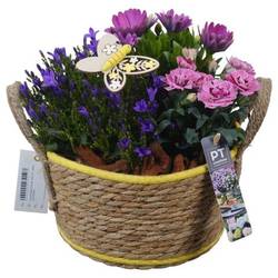 Garten.Arr PTPP6944 T22 H026