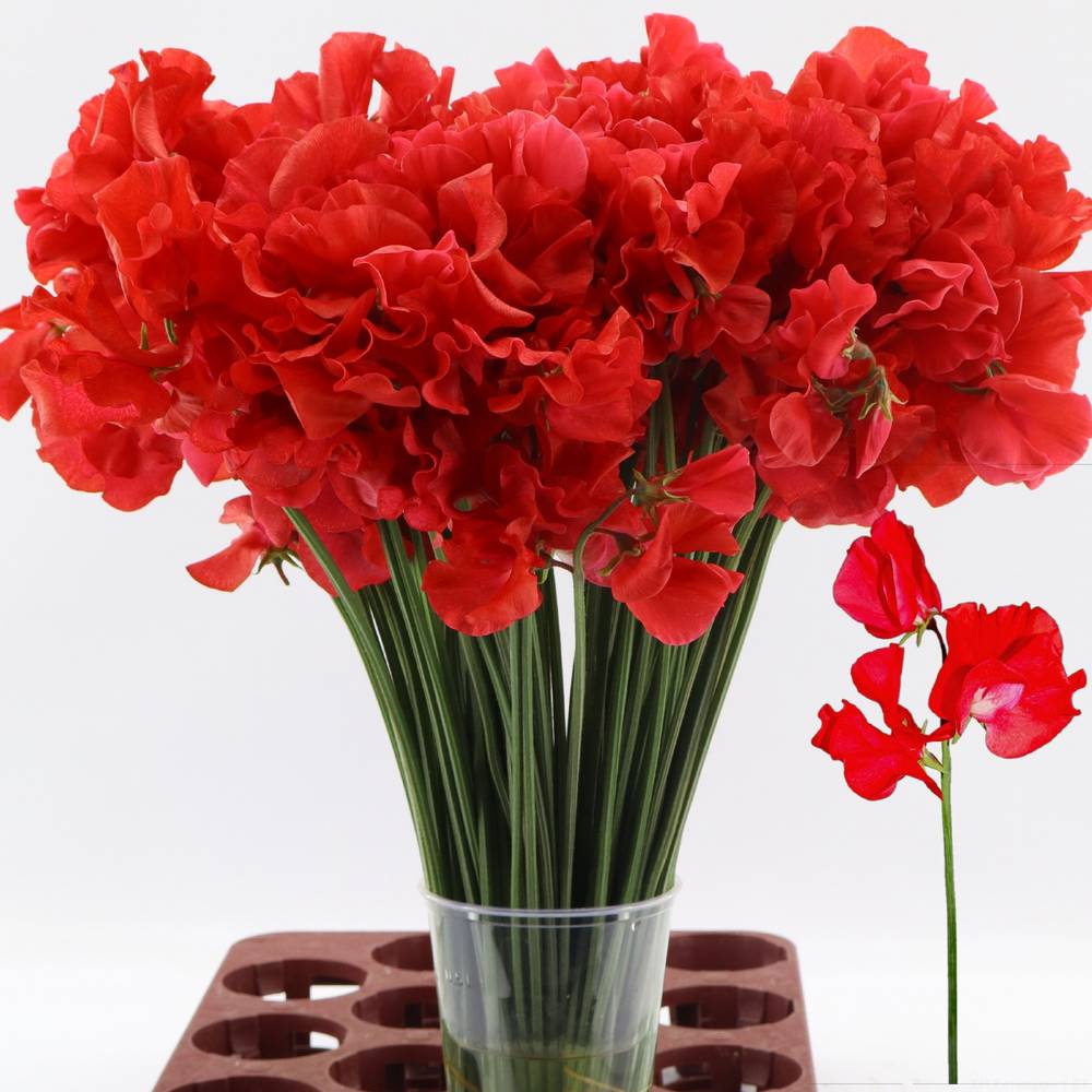 Wicken rot 40cm