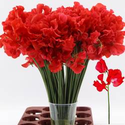Wicken rot 40cm