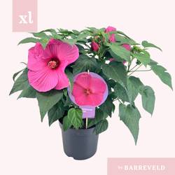 Newbiscus rosa XXL T23 H070