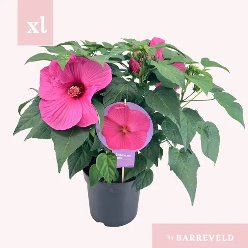 Newbiscus rosa XXL T23 H070
