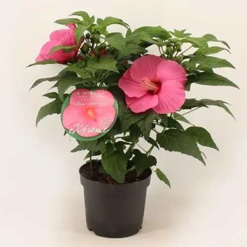 Newbiscus XXL pink T23 H60