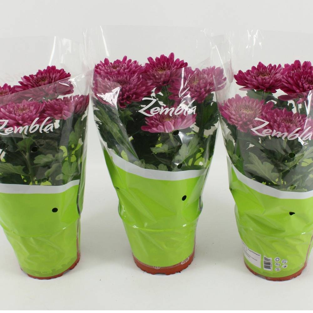Chrysantheme Zembla Desna T15 H033