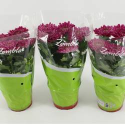 Chrysantheme Zembla Desna T15 H033