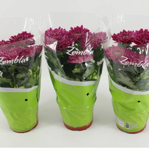 Chrysantheme Zembla Desna T15 H033
