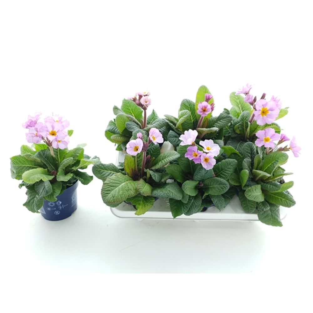 Primula Veris Hell rosa Laven T12 H017