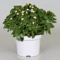 Exacum weiss     T12 H20