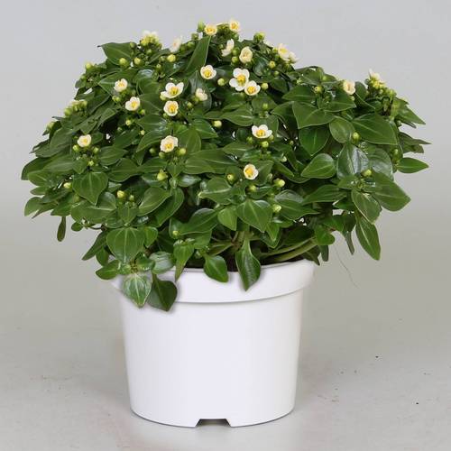 Exacum weiss     T12 H20