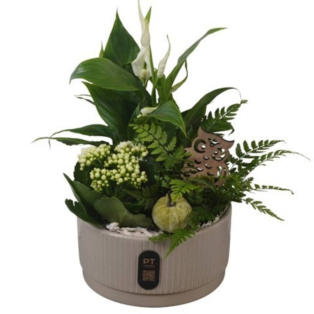 Spath.Arr PTHI3219 Herbst T19 H035