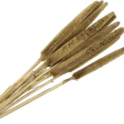 Trocken Bapala gold L60-75cm x10