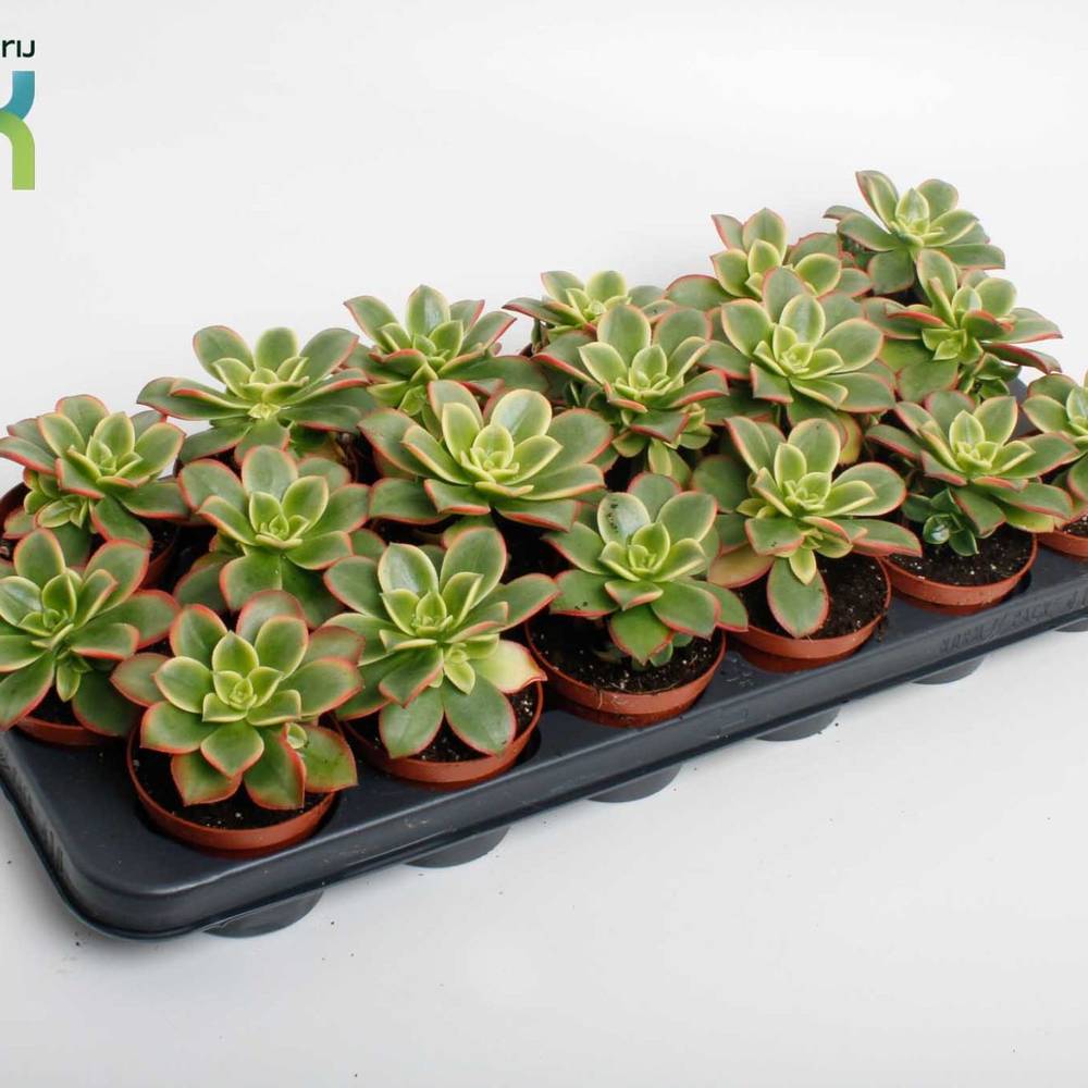 Aeonium Kiwi T08,5 H015