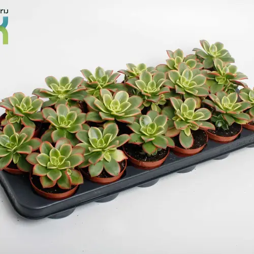 Aeonium Kiwi T08,5 H015