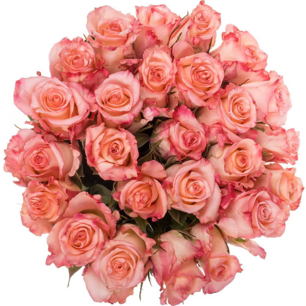 Rose rosa Rosalyn (Ec) 60cm