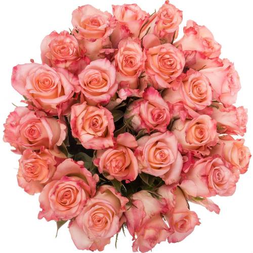 Rose rosa Rosalyn (Ec) 60cm