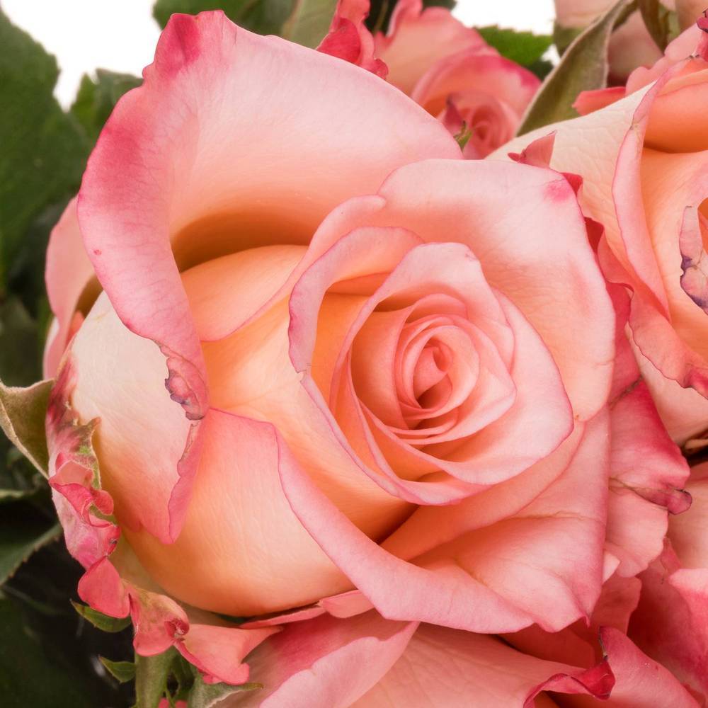 Rose rosa Rosalyn (Ec) 60cm