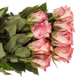 Rose rosa Rosalyn (Ec) 60cm