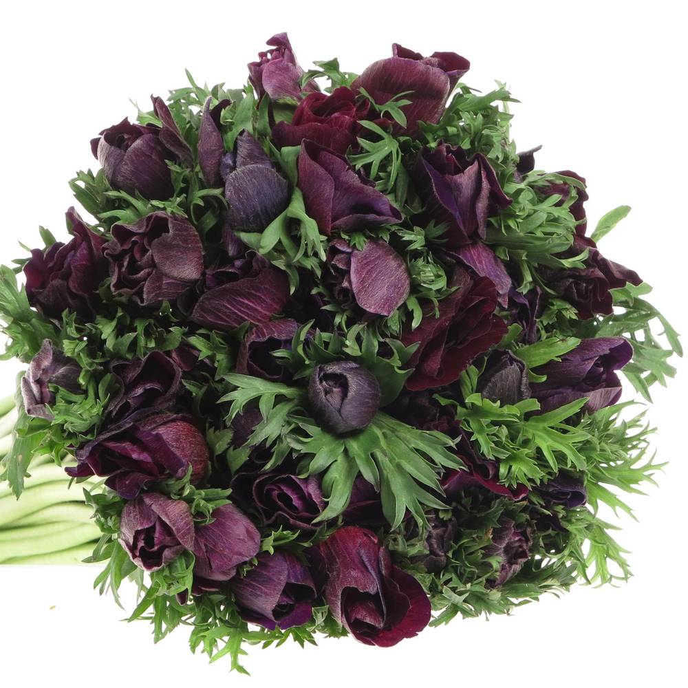 Anemone rot bordeaux Israel 45cm x 50