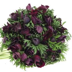 Anemone rot bordeaux Israel 45cm x 50