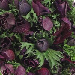 Anemone rot bordeaux Israel 45cm x 50