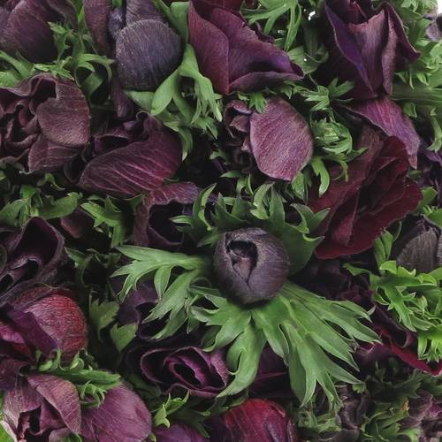 Anemone rot bordeaux Israel 45cm x 50