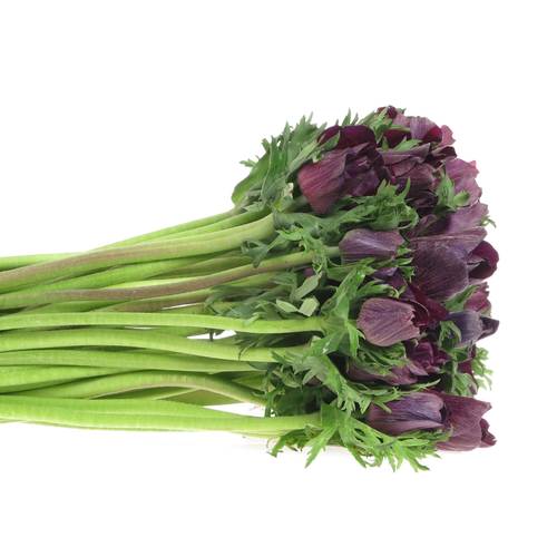 Anemone rot bordeaux Israel 45cm x 50