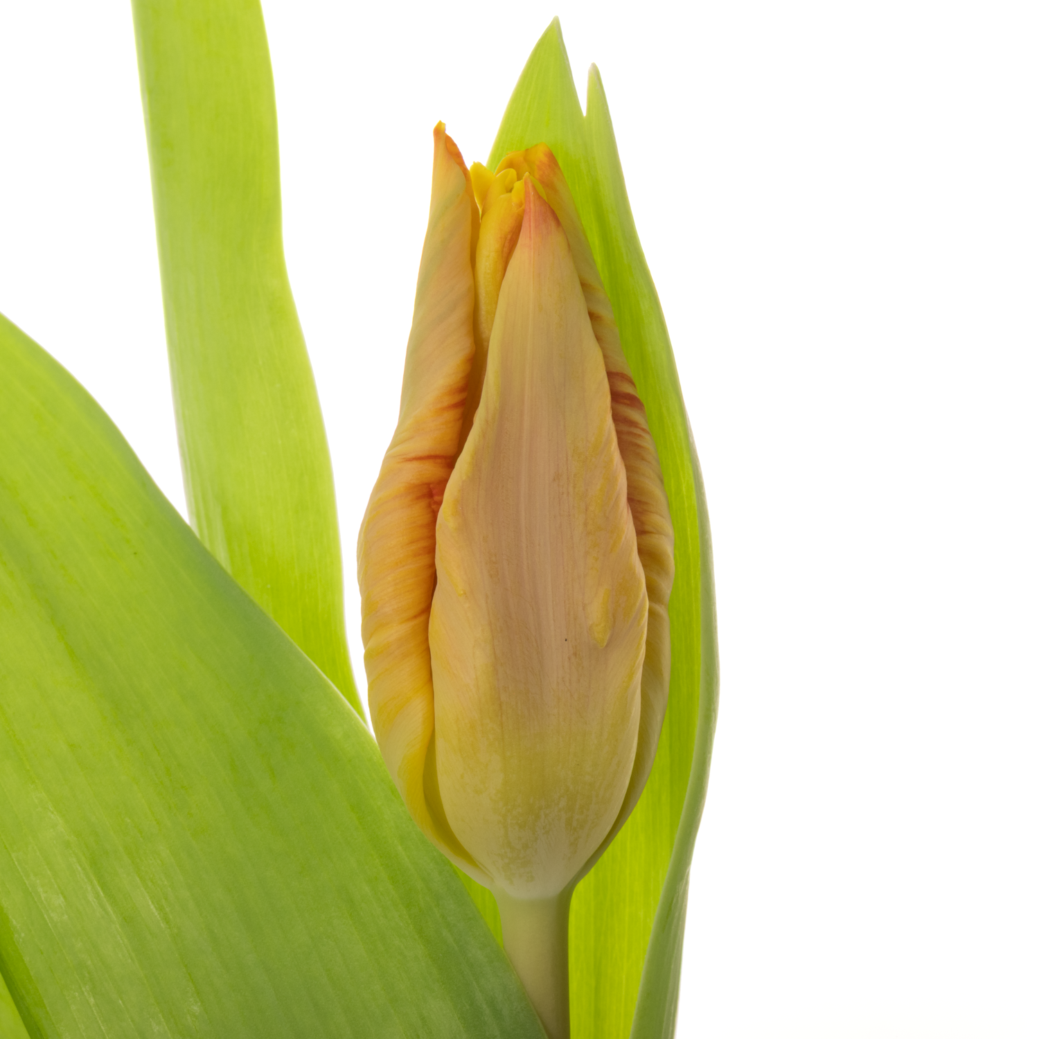 Tulpe orange/apricot Parrot 28 Gramm