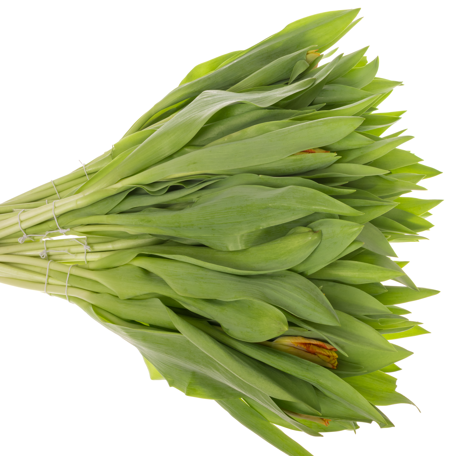 Tulpe orange/apricot Parrot 28 Gramm