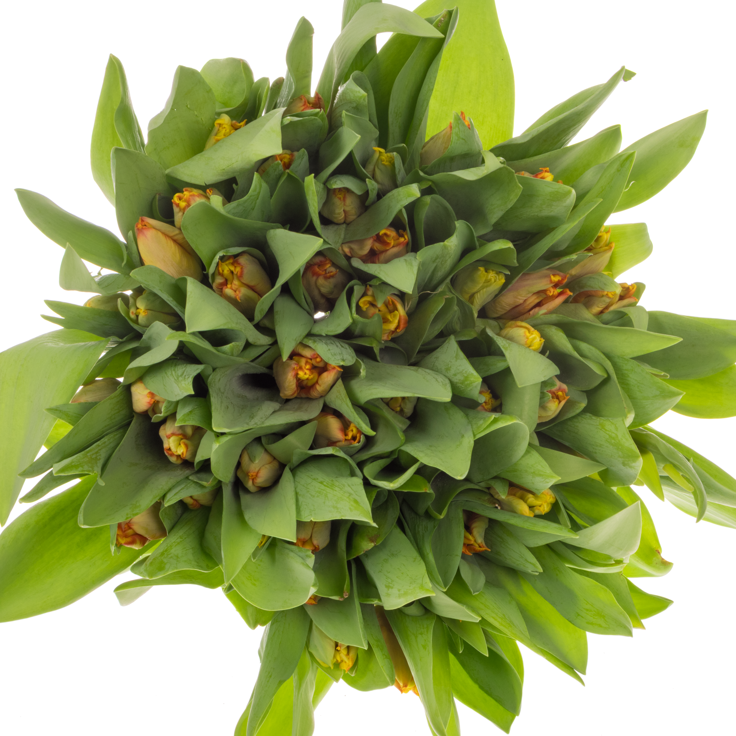 Tulpe orange/apricot Parrot 28 Gramm