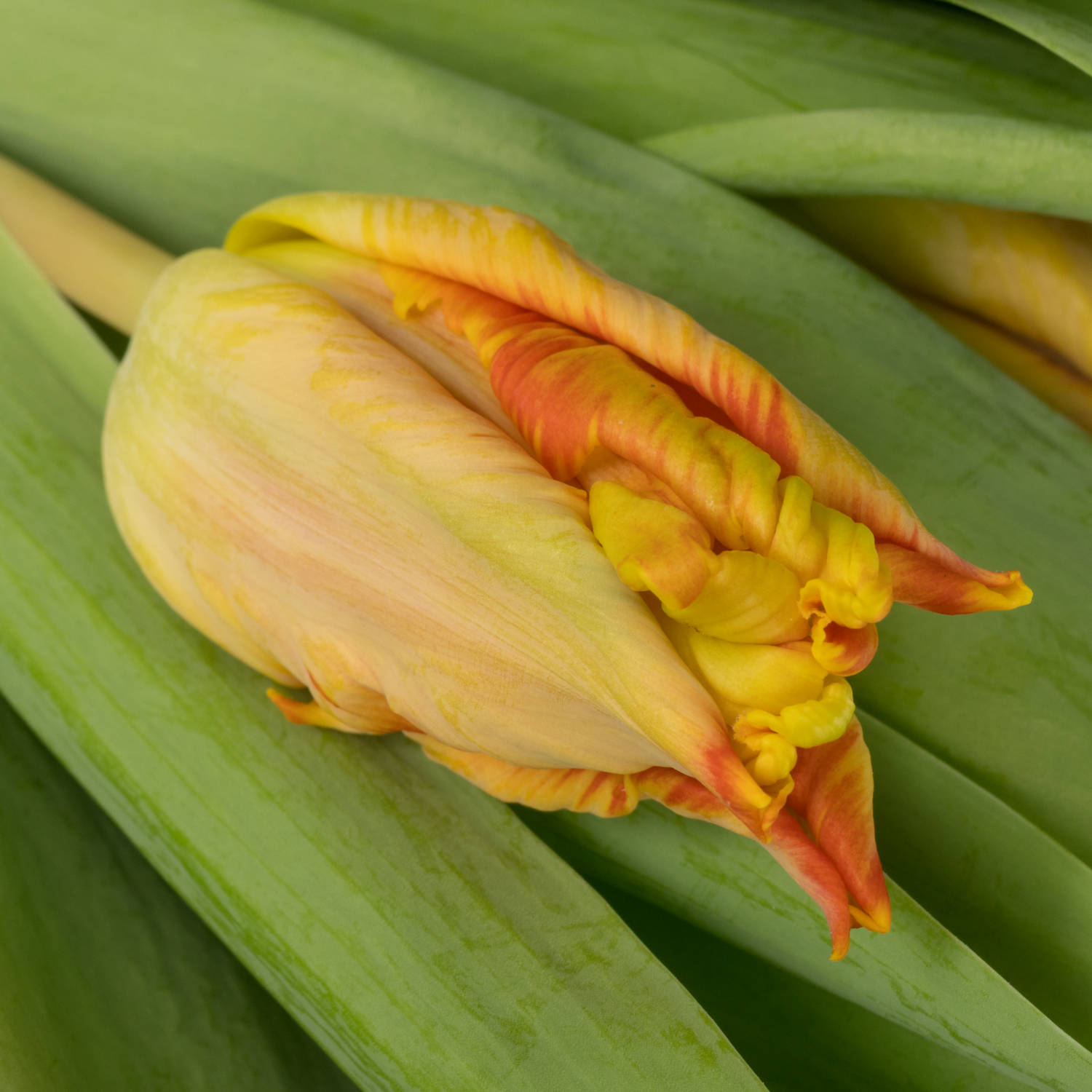 Tulpe orange/apricot Parrot 28 Gramm