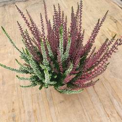 Calluna BL Twin T12 H020