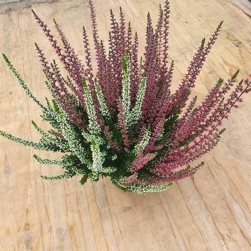 Calluna BL Twin T12 H020