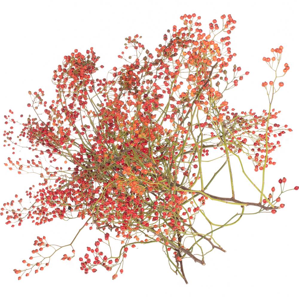 Hagebutte orange Corallo Ohne Dorn 130cm