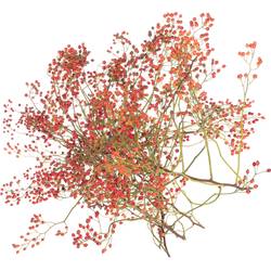 Hagebutte orange Corallo Ohne Dorn 130cm