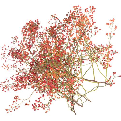 Hagebutte orange Corallo Ohne Dorn 130cm