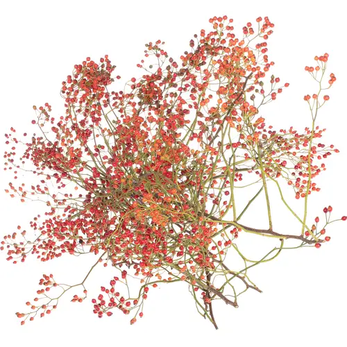 Hagebutte orange Corallo Ohne Dorn 130cm