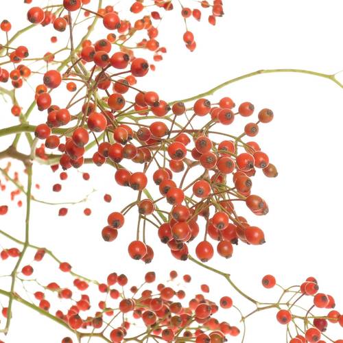 Hagebutte orange Corallo Ohne Dorn 130cm