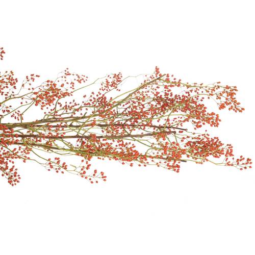 Hagebutte orange Corallo Ohne Dorn 130cm