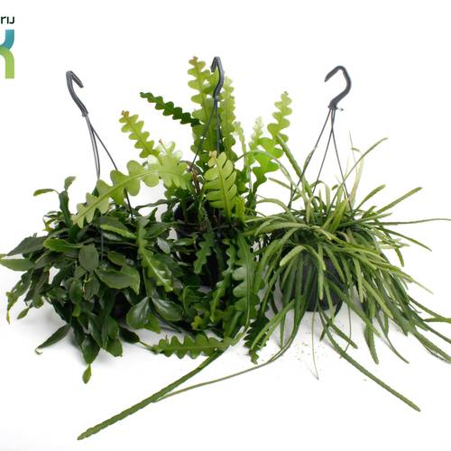 Rhipsalis mix im Ampeltopf T15 H035