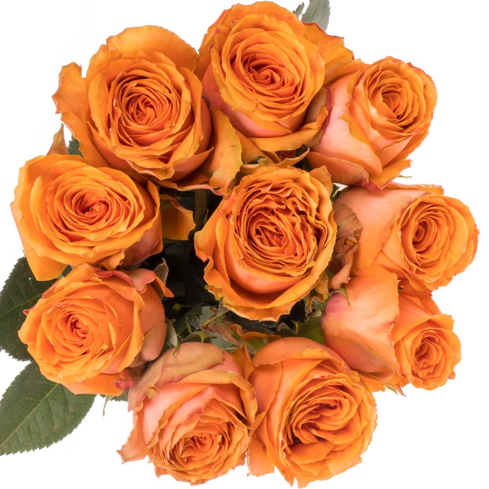 Rose orange Tropical Horizon 60cm