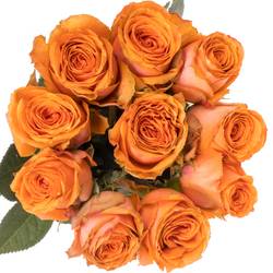 Rose orange Tropical Horizon 60cm