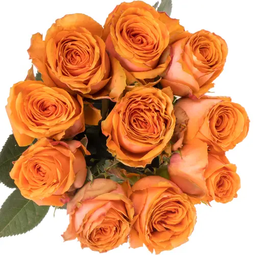 Rose orange Tropical Horizon 60cm